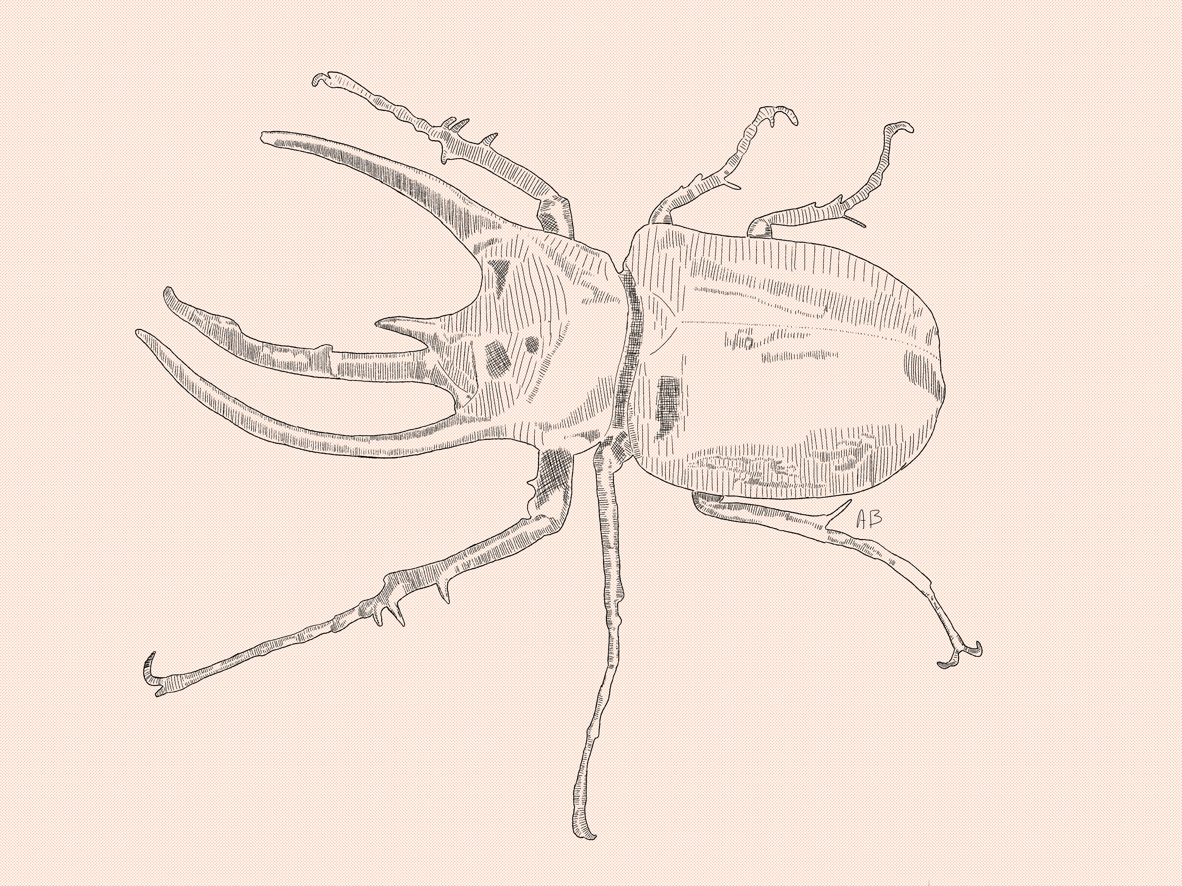Atlas Beetle -Digitally drawn