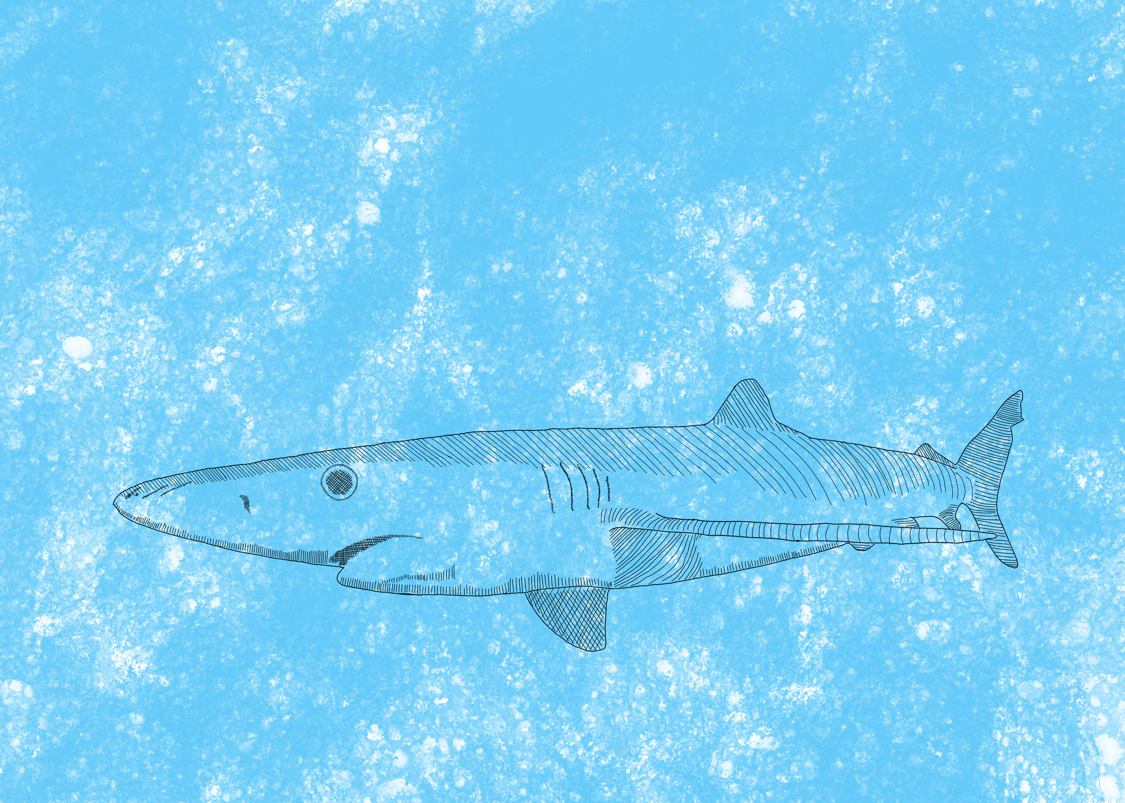 Blue shark- digitally drawn and painted