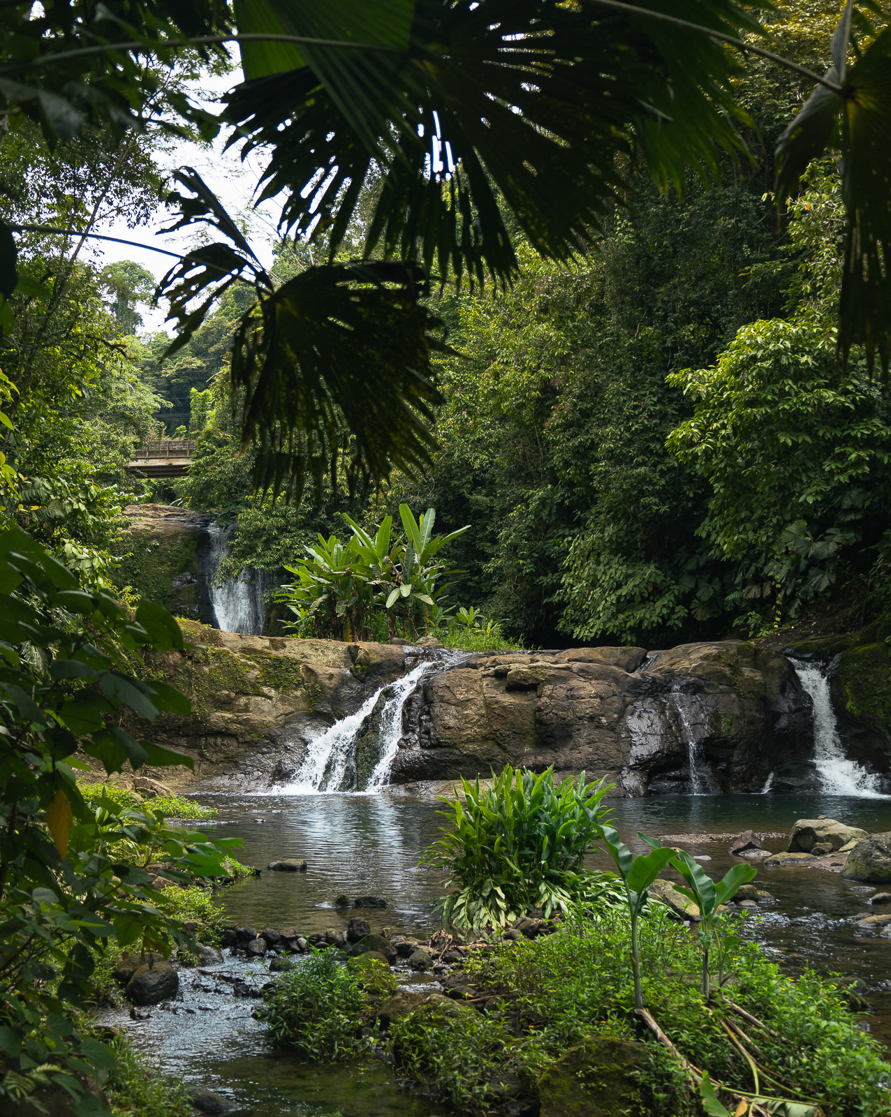 Waterfalls and tropical plants in the jungle in Costa Rica
