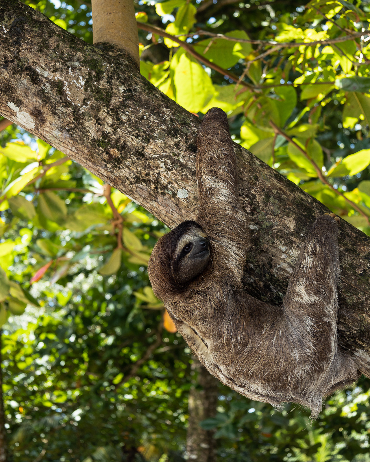 Sloth hanging under a tree branch in Costa Rica