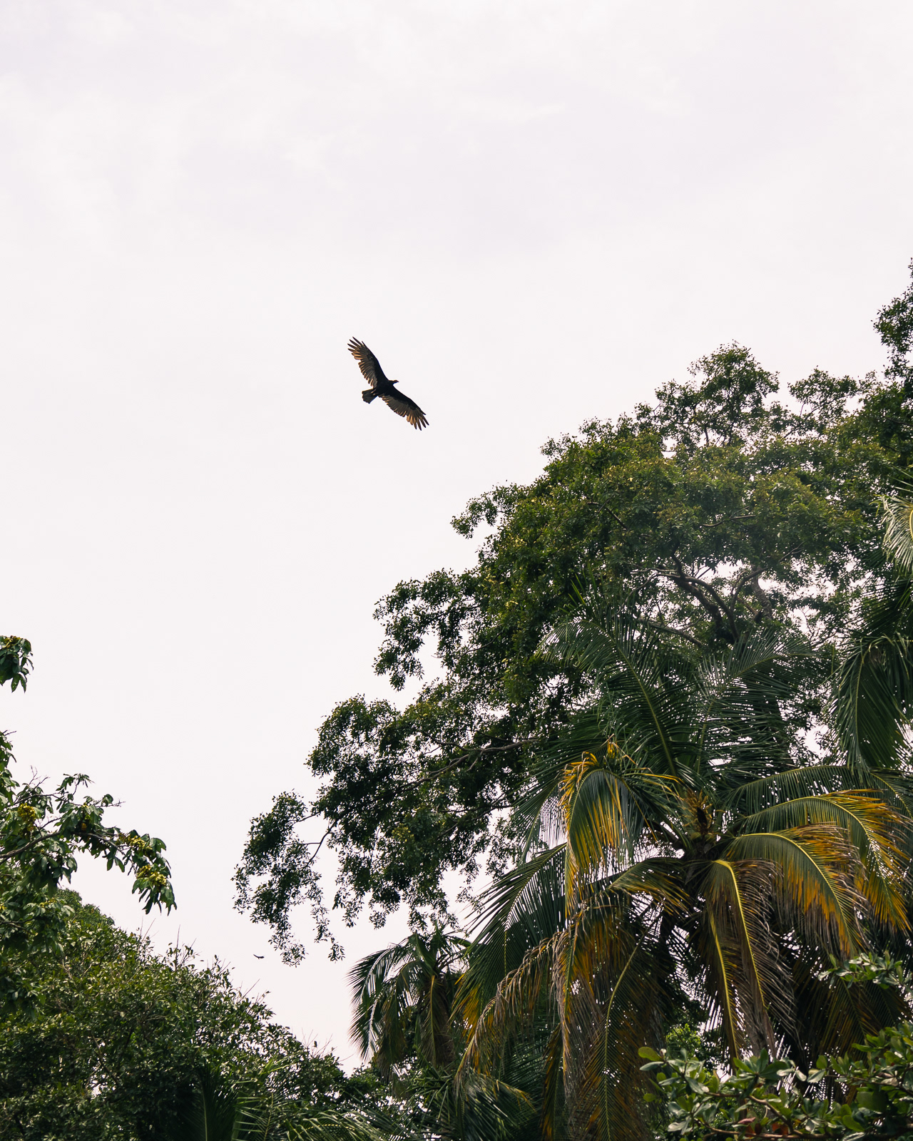Hawk flying over the tropical forest in Costa Rica