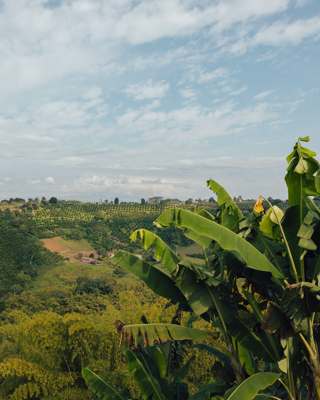 Coffee plantation in el Eje Cafetero, Colombia