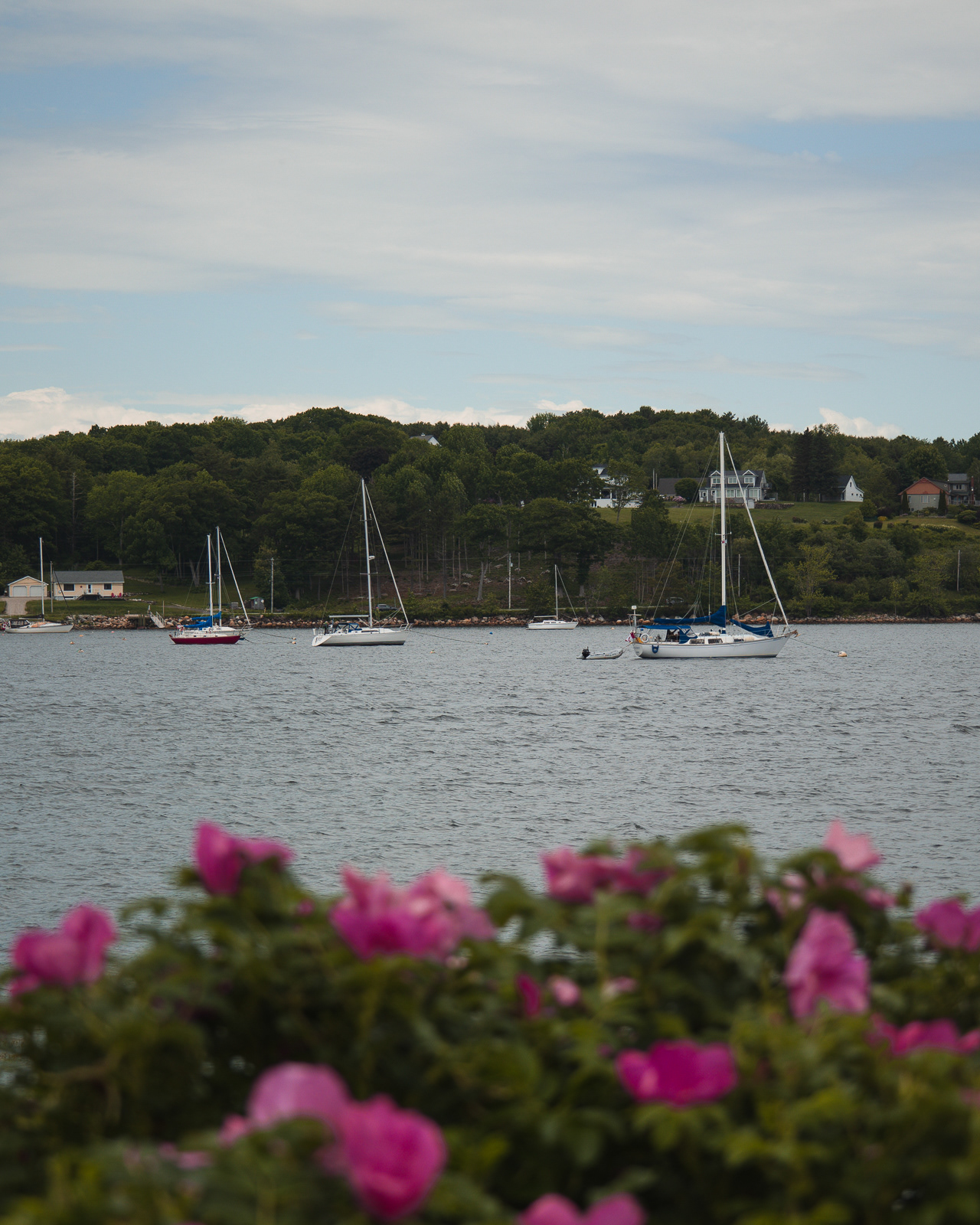 View of sailboats through pink flowers in Nova Scotia, Canada