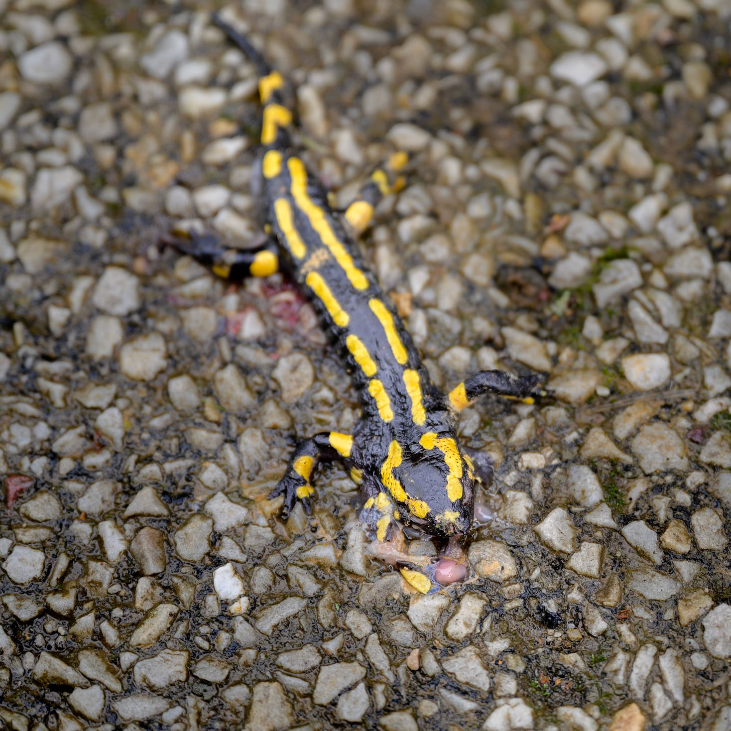 Cassandre, la salamandre