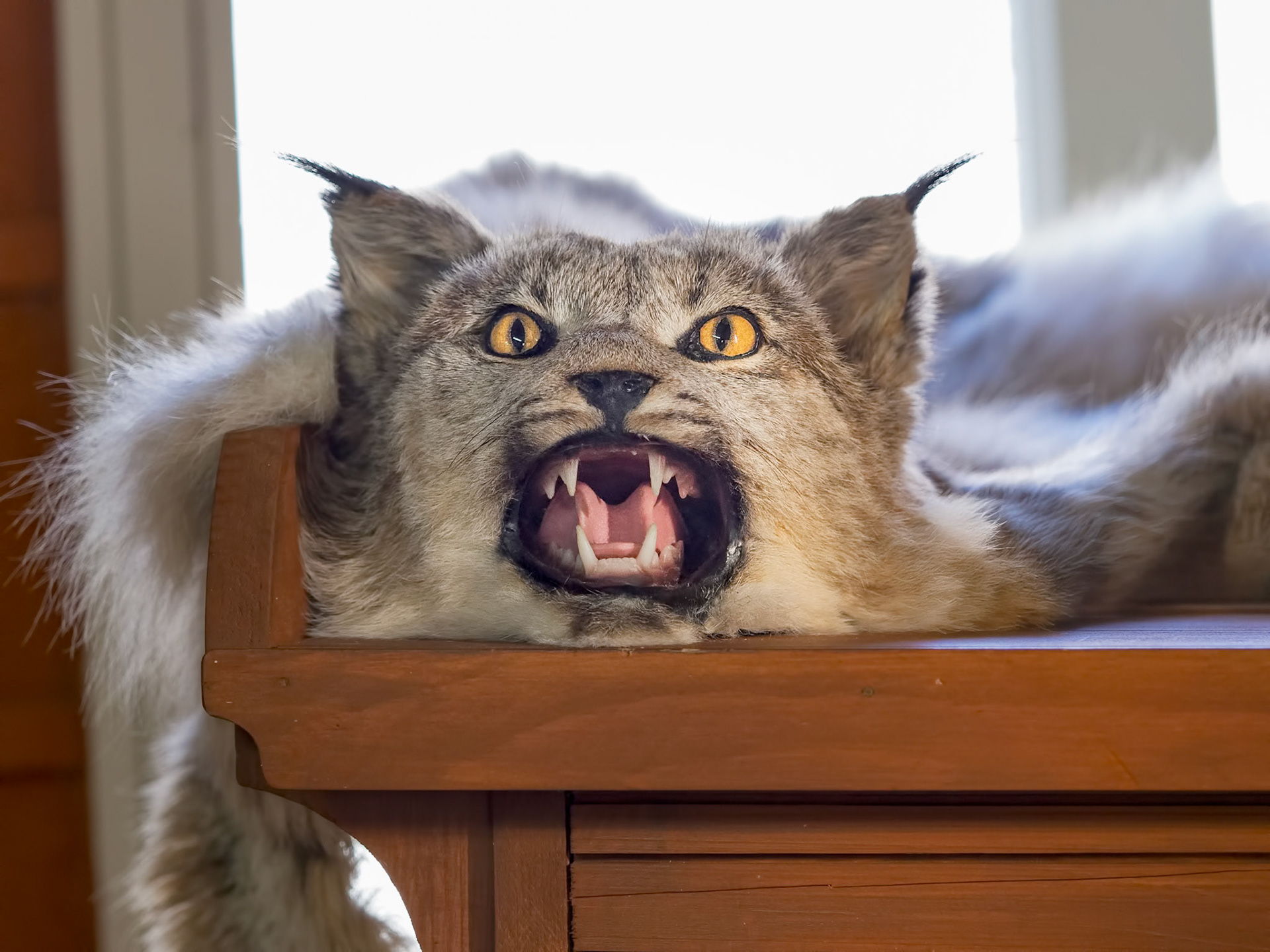 Quand l'oeil de lynx est de verre