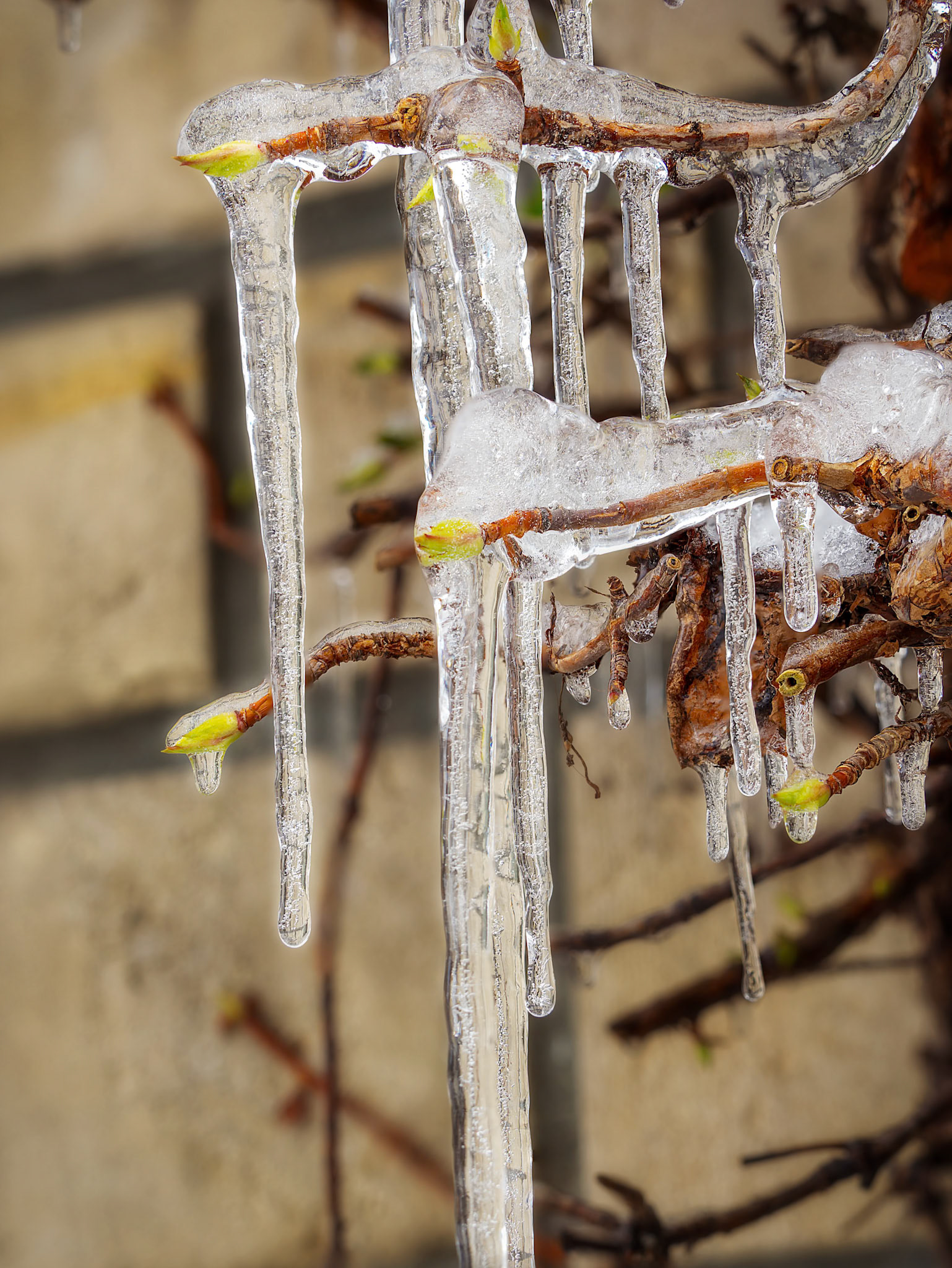 Photo de gel prise en toute fin d'hiver sur une hydrangea qui bourgeonne