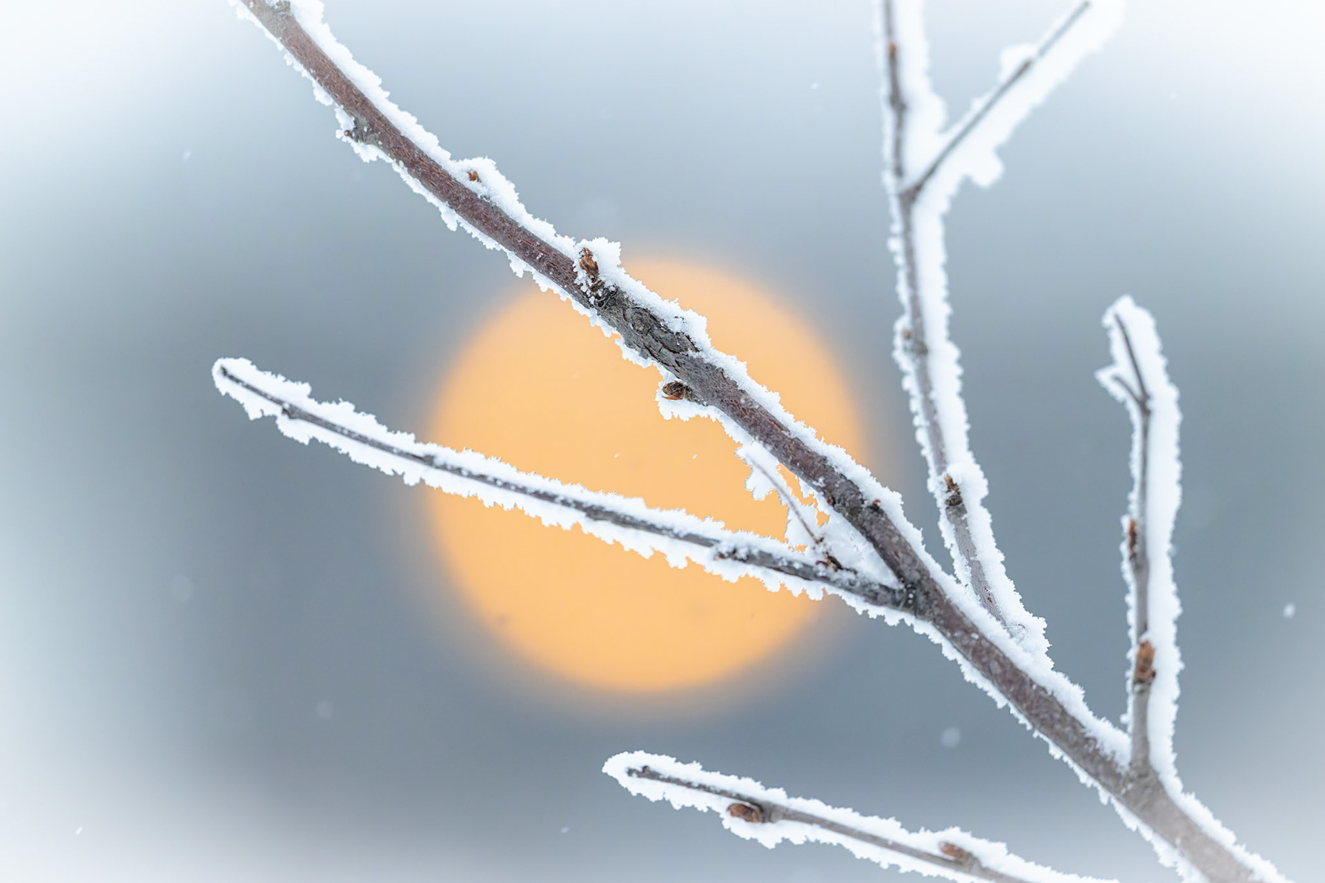 Incandescence d’hiver