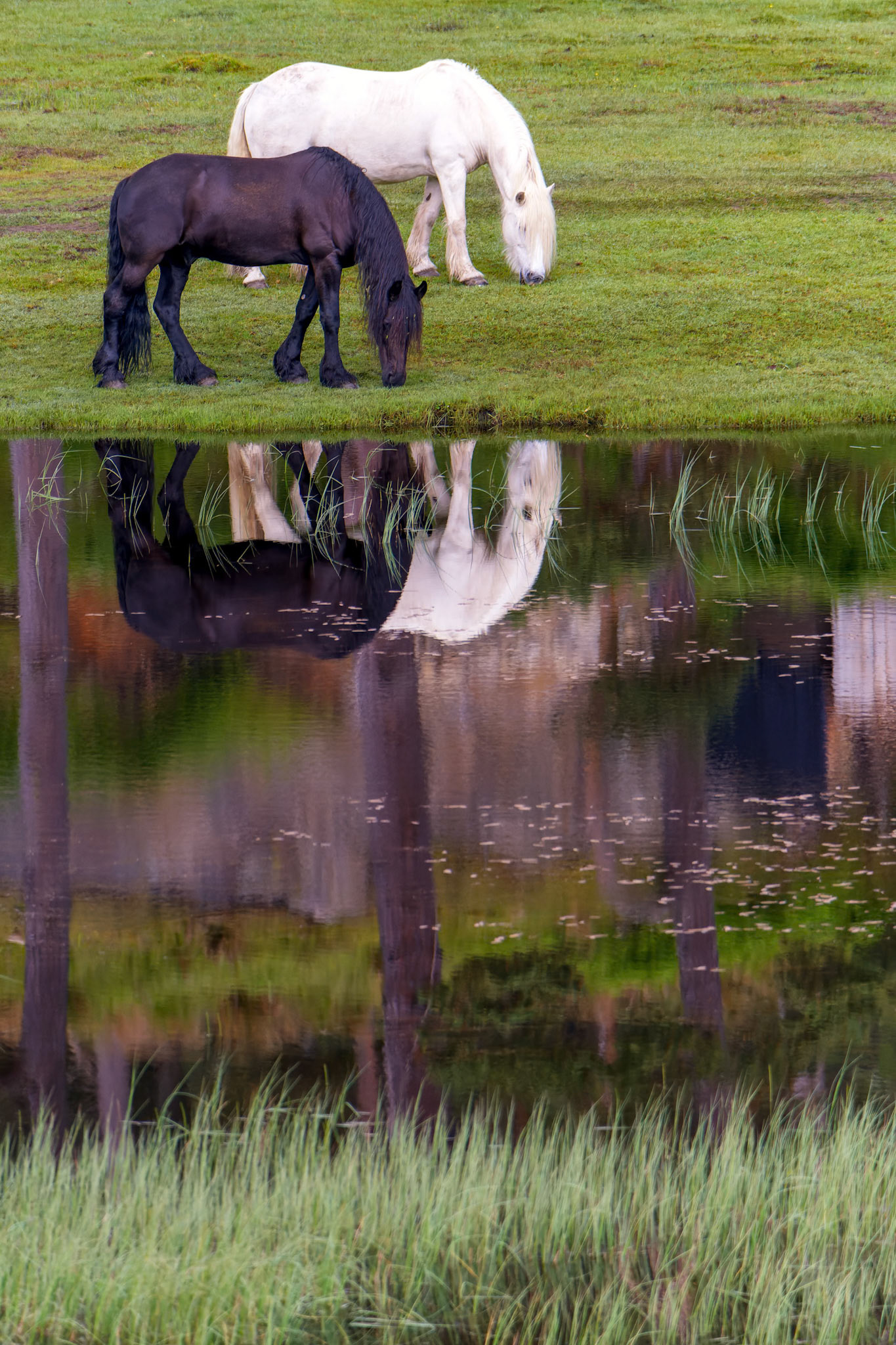 Scottish yin and yang