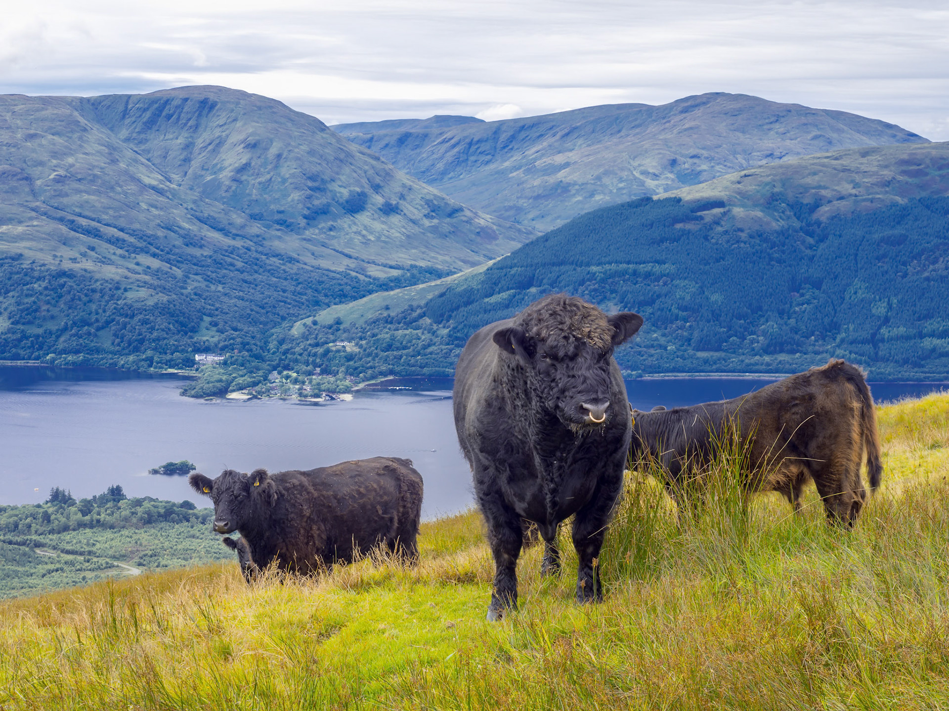 Scottish cows grazing on the heights of Loch Lomond in Scotland