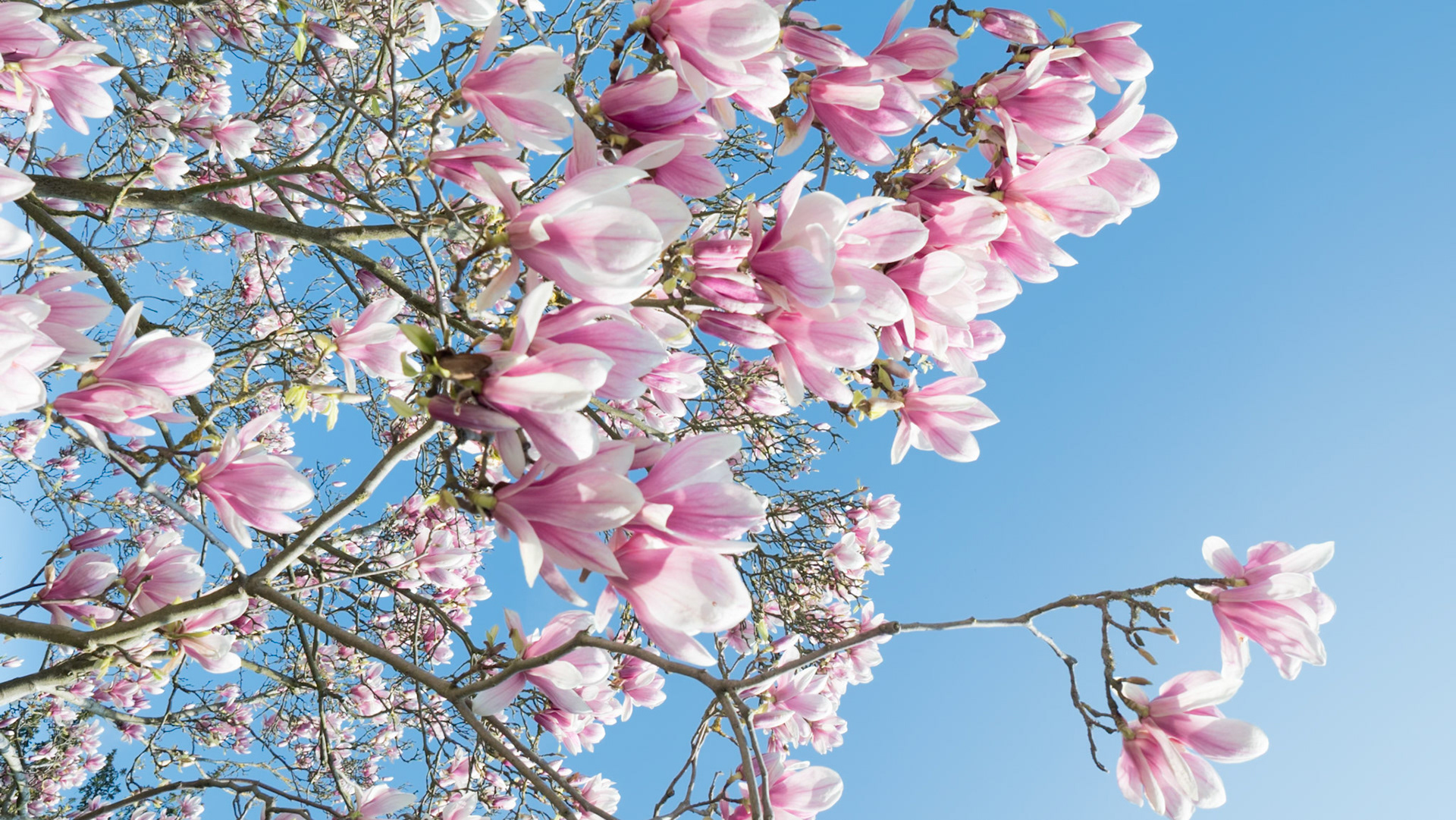 Vlà l'printemps !