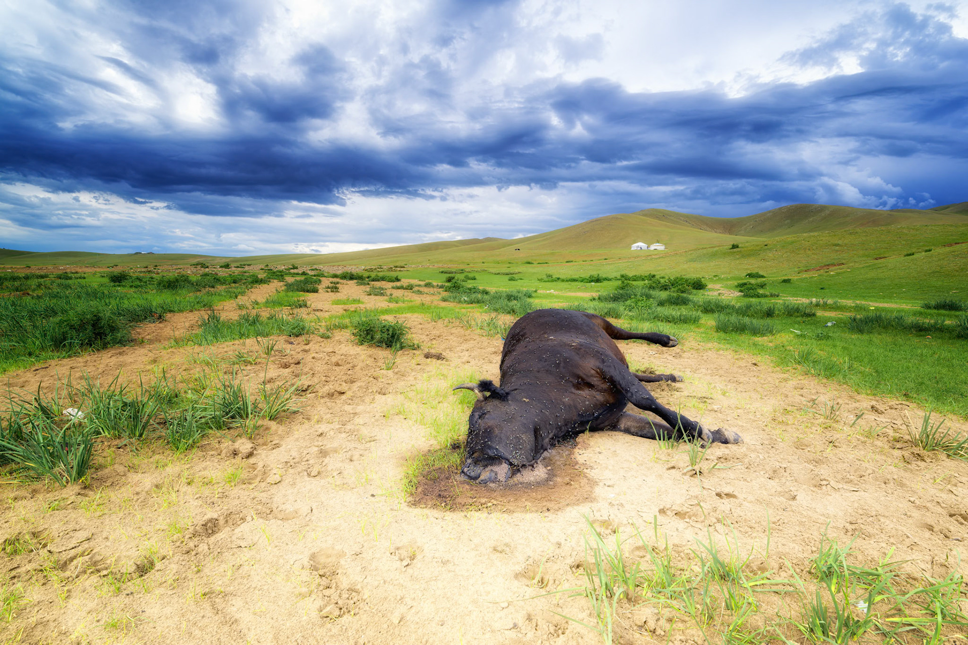 La dormeuse de la steppe