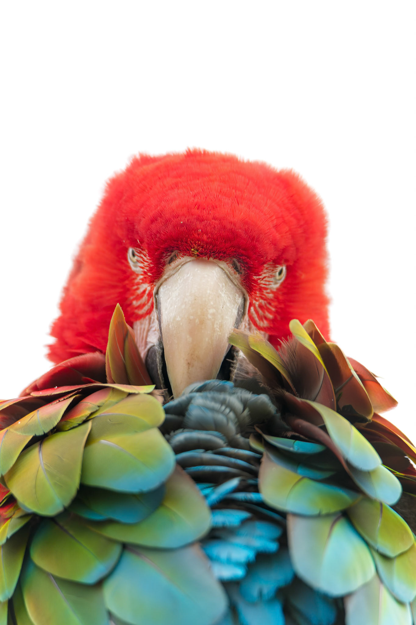 Collection Elegance des plumes