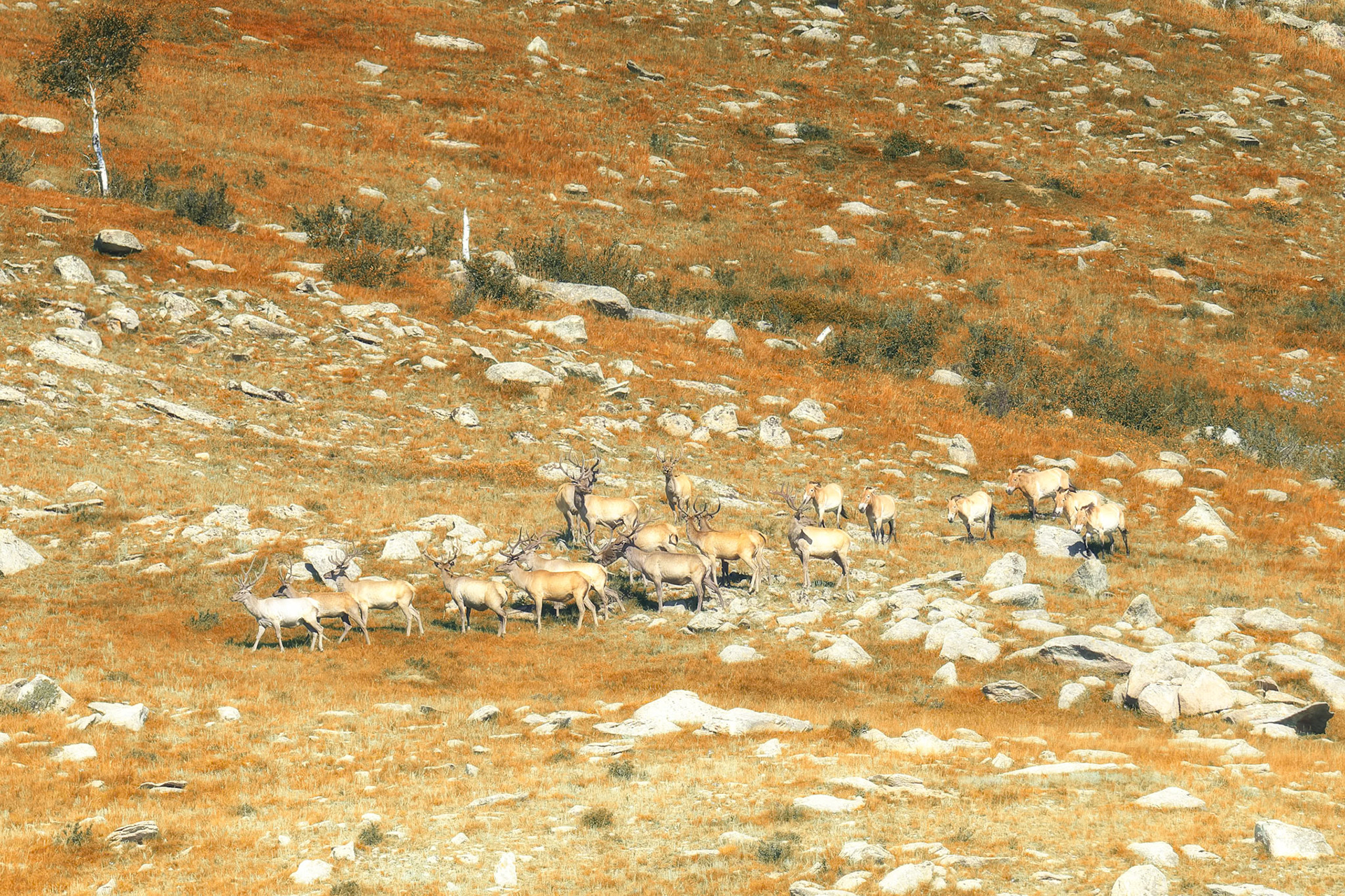 Quand la harde mongole rencontre Przewalski...