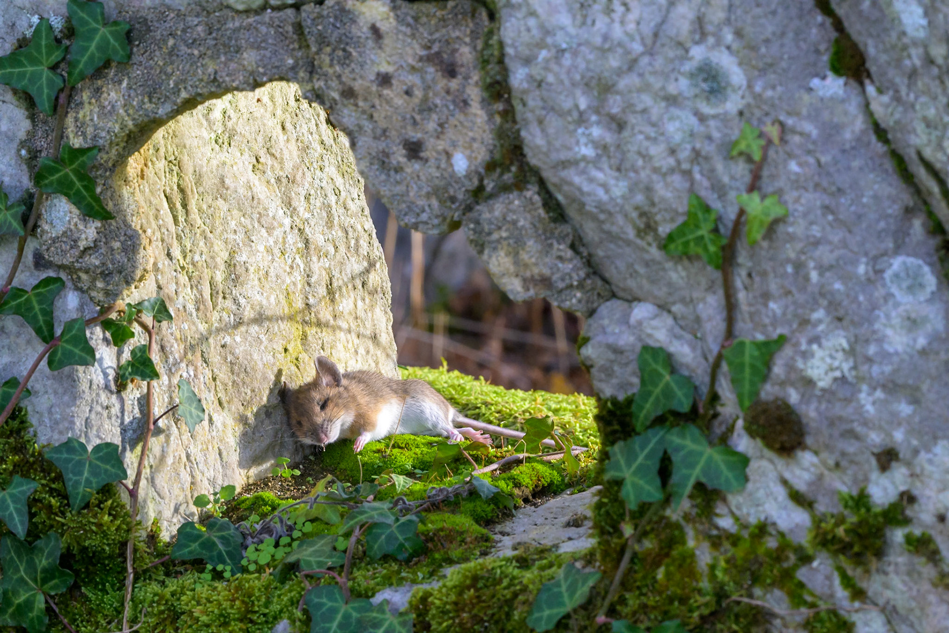 La dormeuse du val