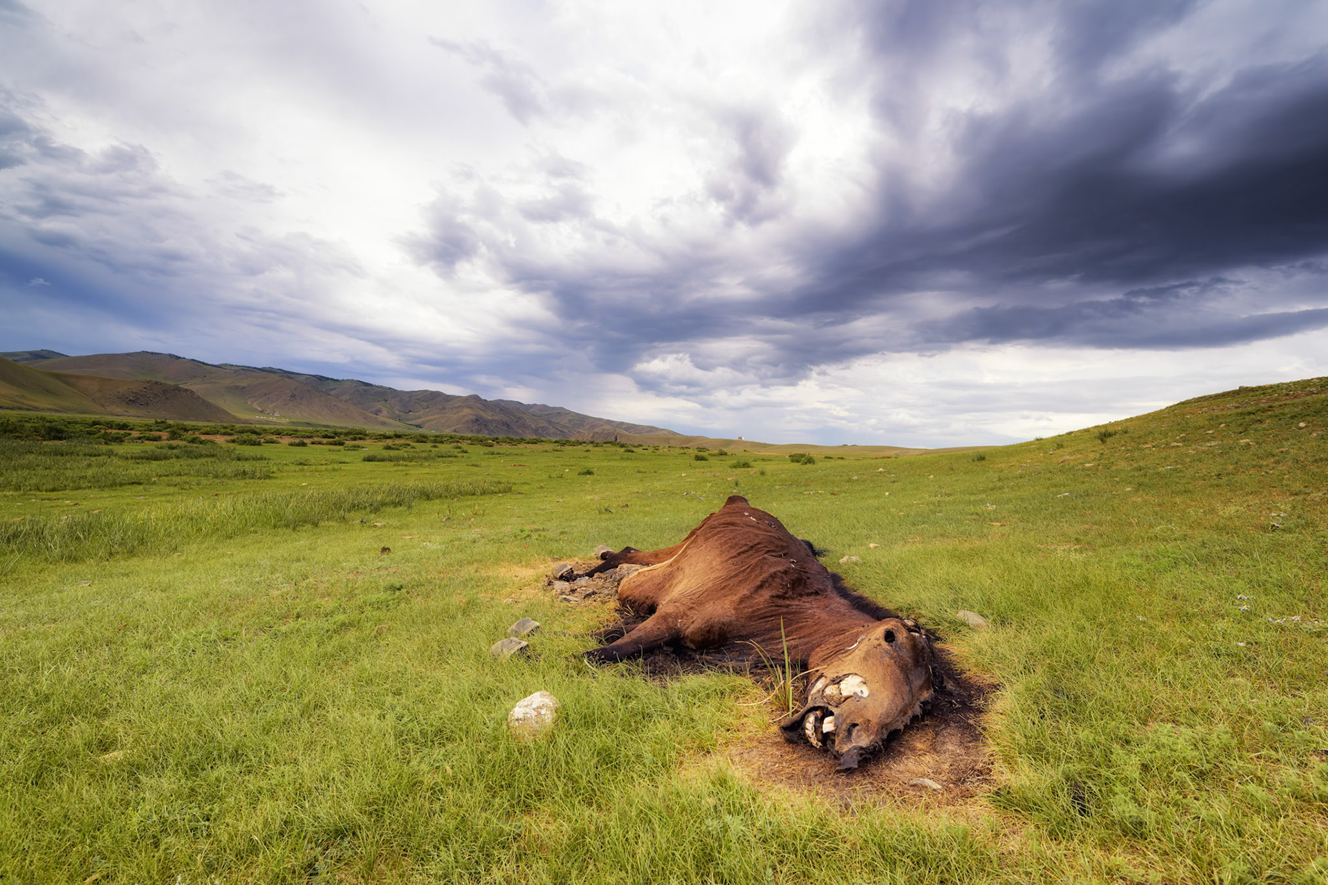 Itinéraire d'un cheval gâté