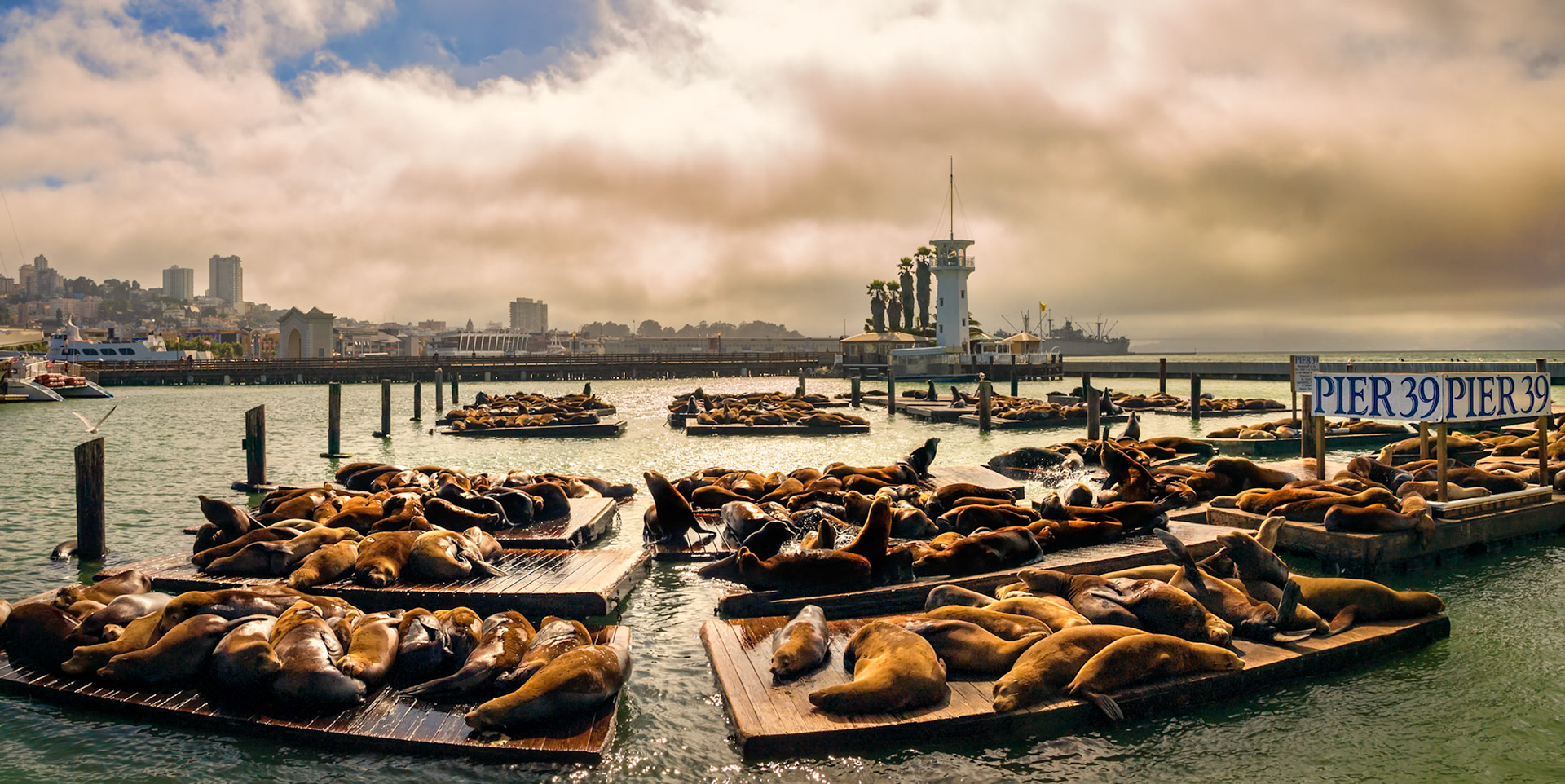 Les otaries se prélassent sur les pontons du Pier 39 du port de San Francisco
