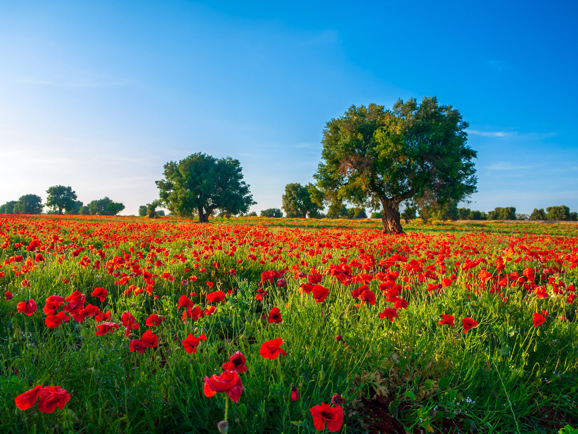 Nuée de coquelicots dans les Pouilles