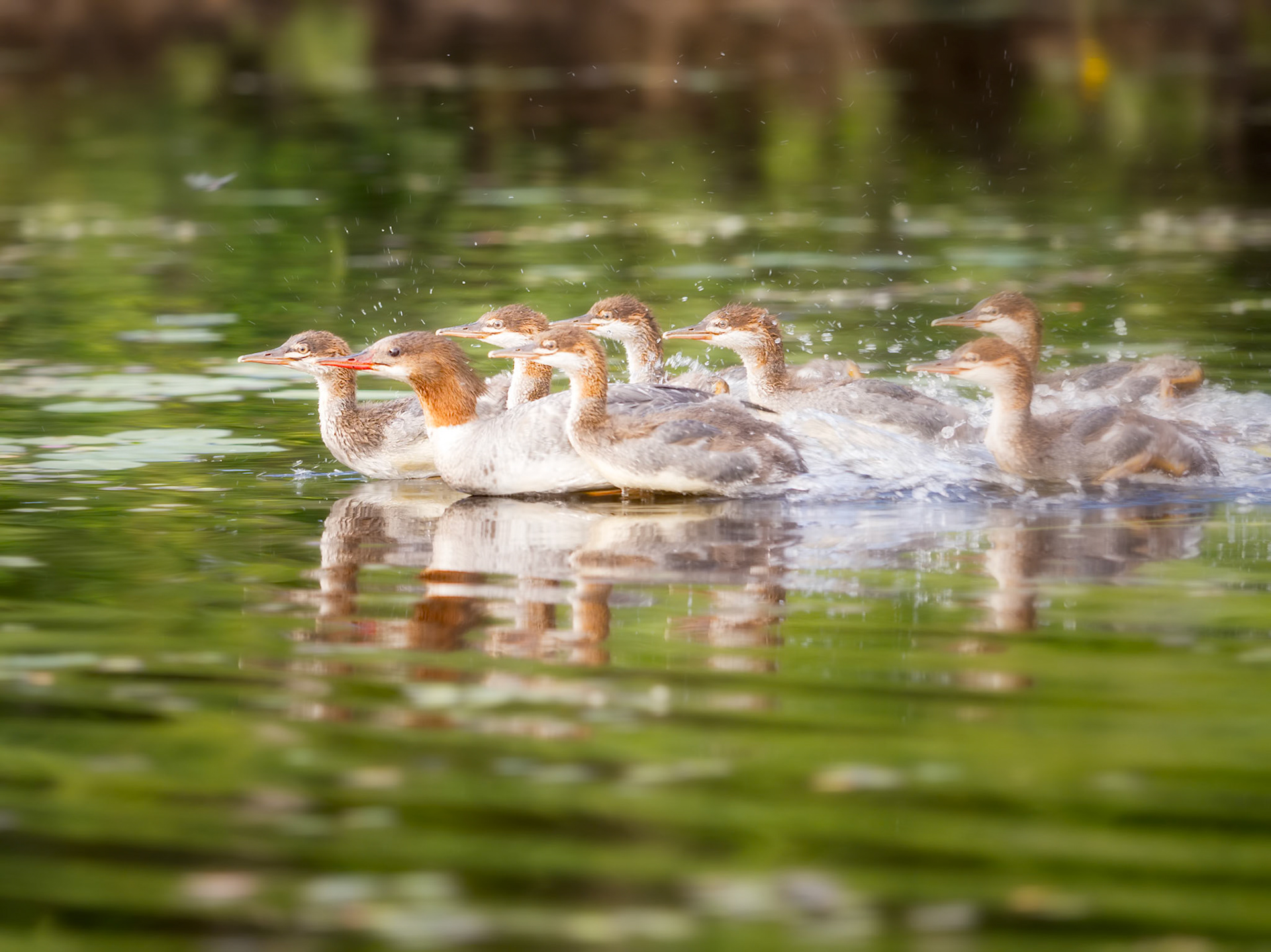 Course de famille sur le lac du fou au Québec