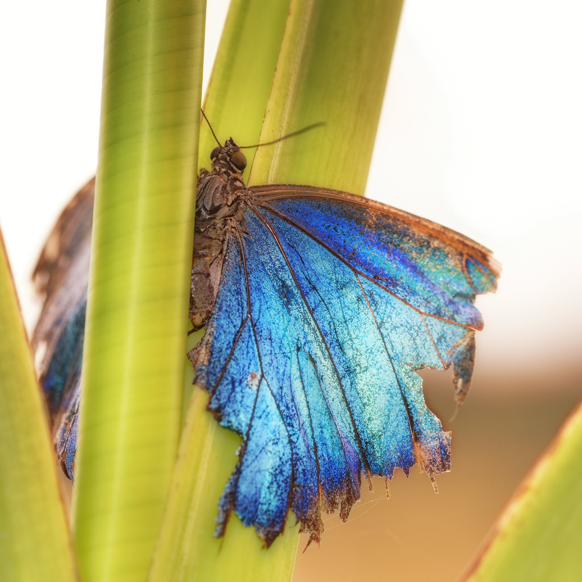 Minute Papillon