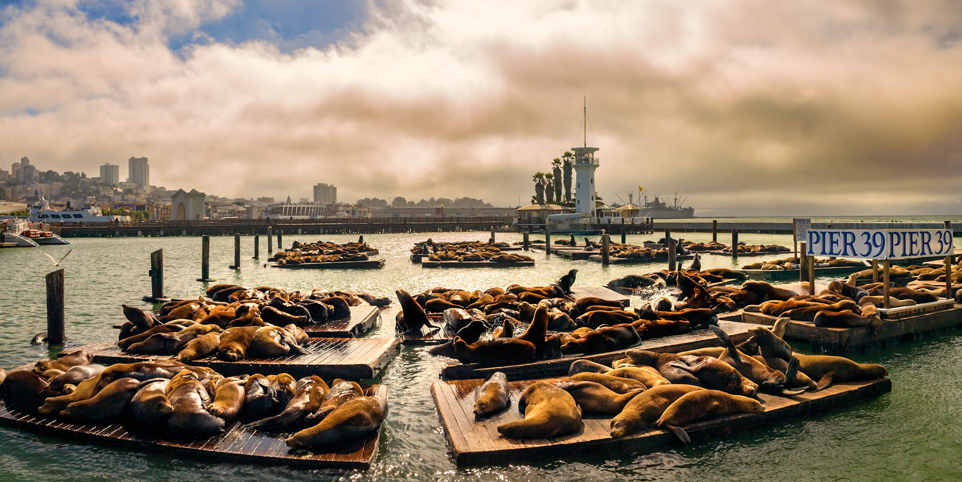 Les otaries se prélassent sur les pontons du Pier 39 du port de San Francisco