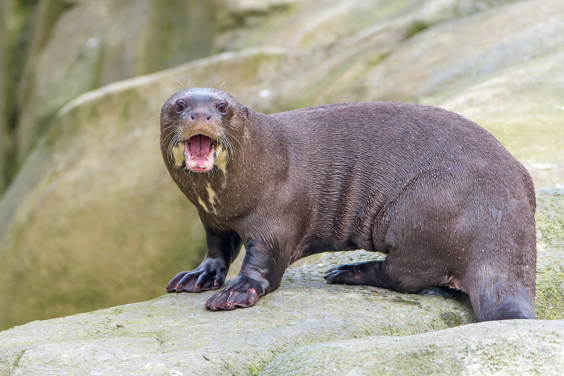 D'une loutre à l'autre