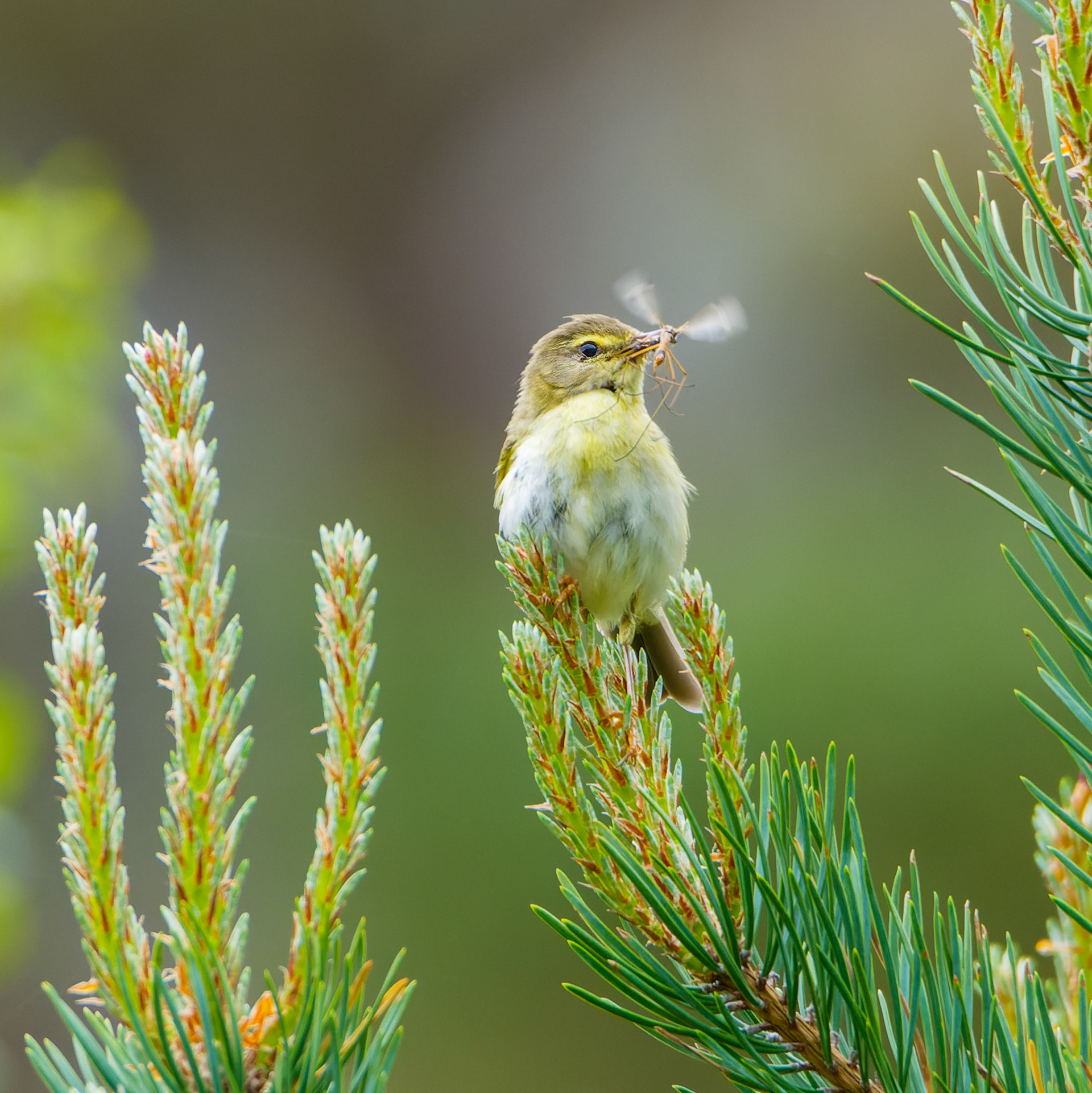 Oiseau qui gobe un moustique