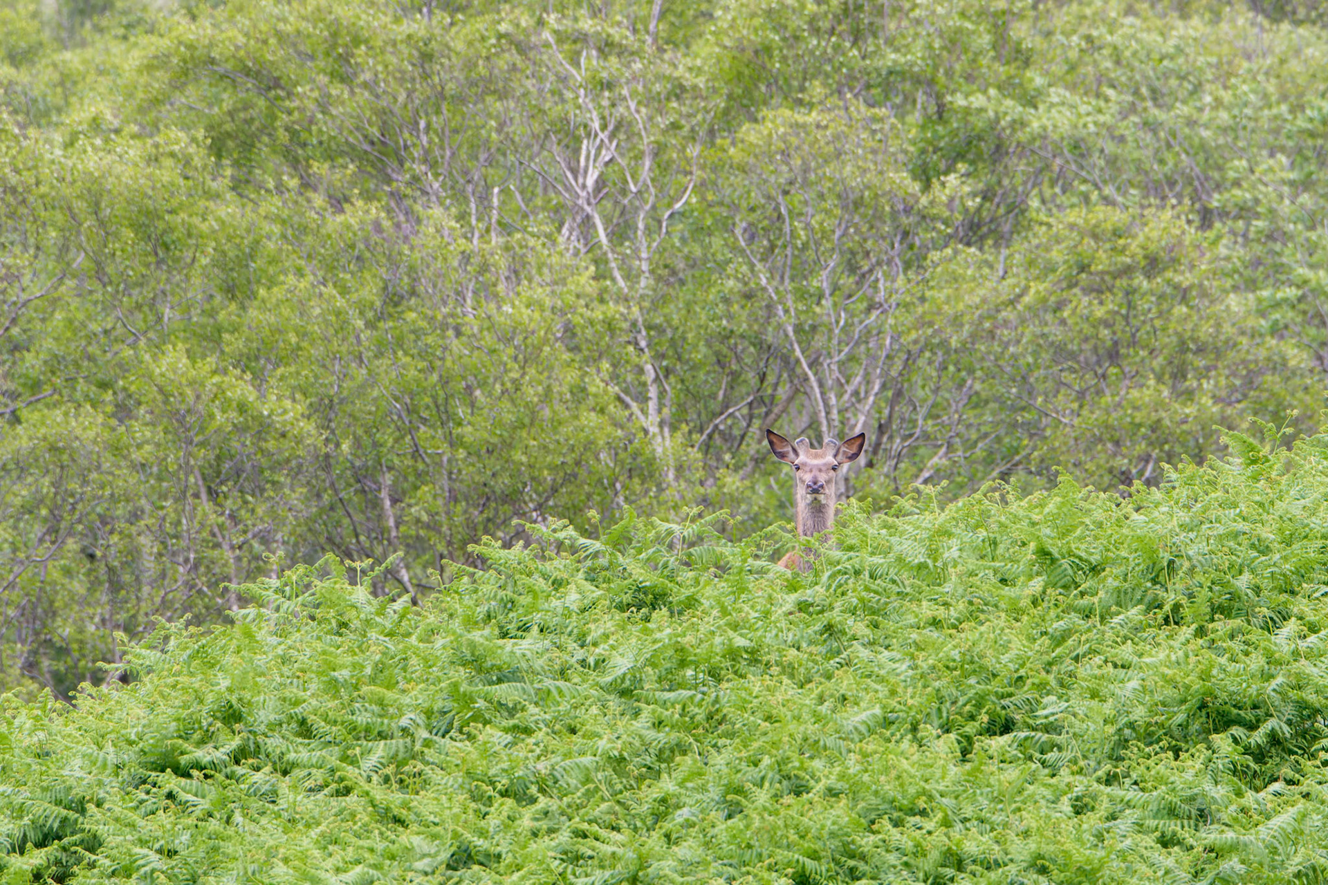 Alone in the green