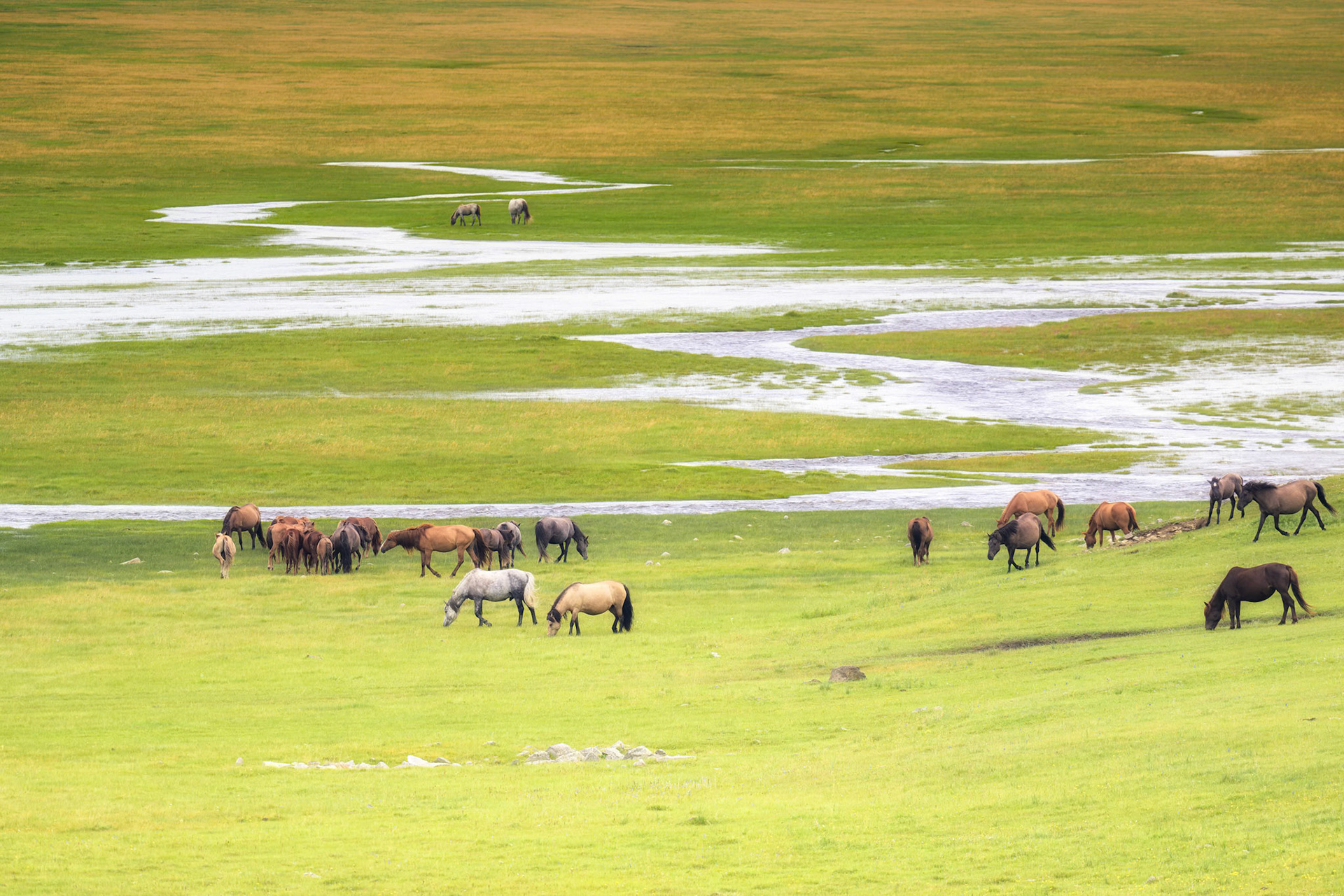 La horde sauvage de la vallée de Youmte