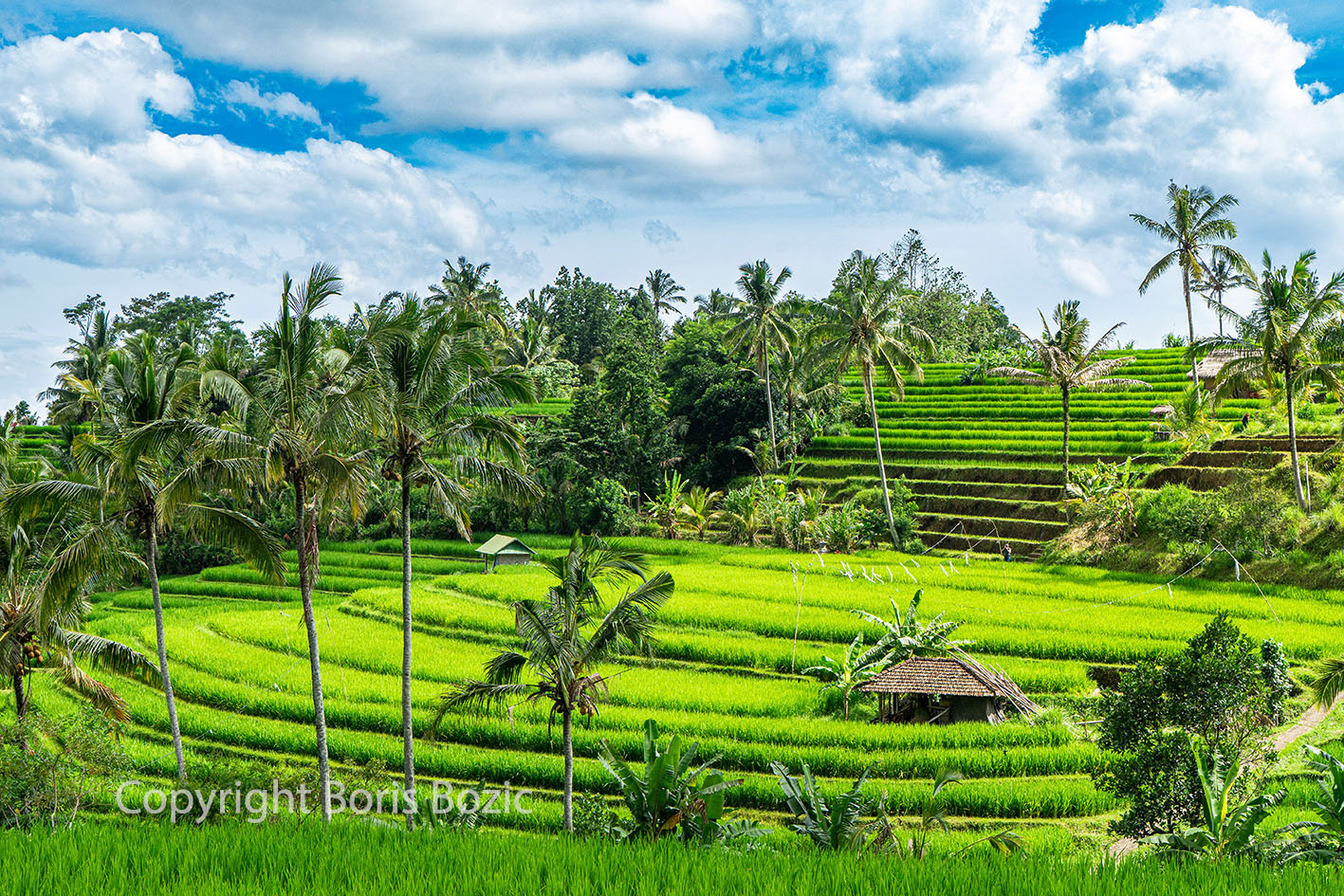 Rice Teraces Bali 1