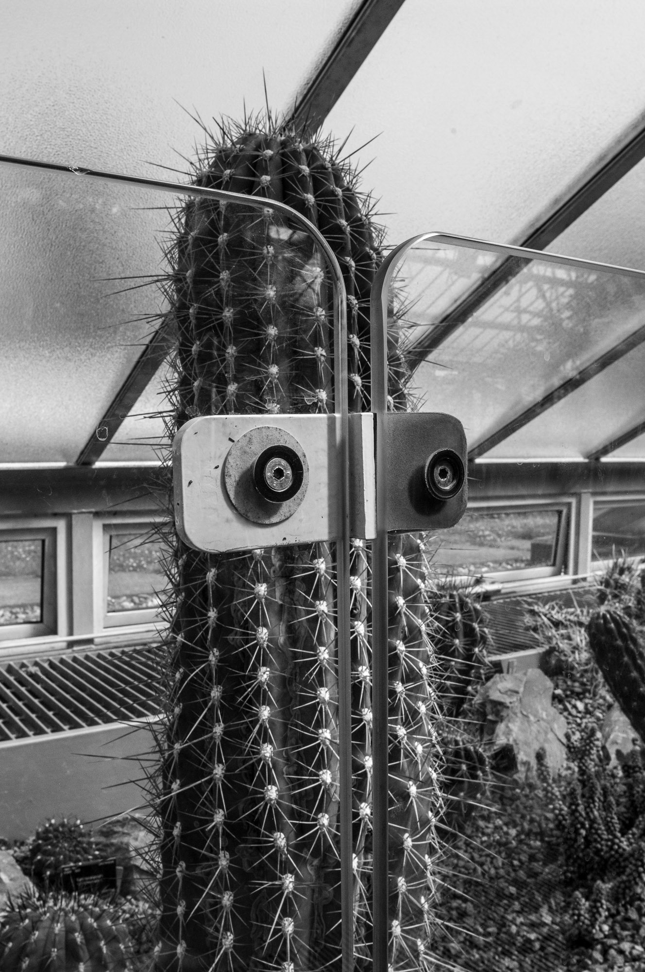 Cactus Man