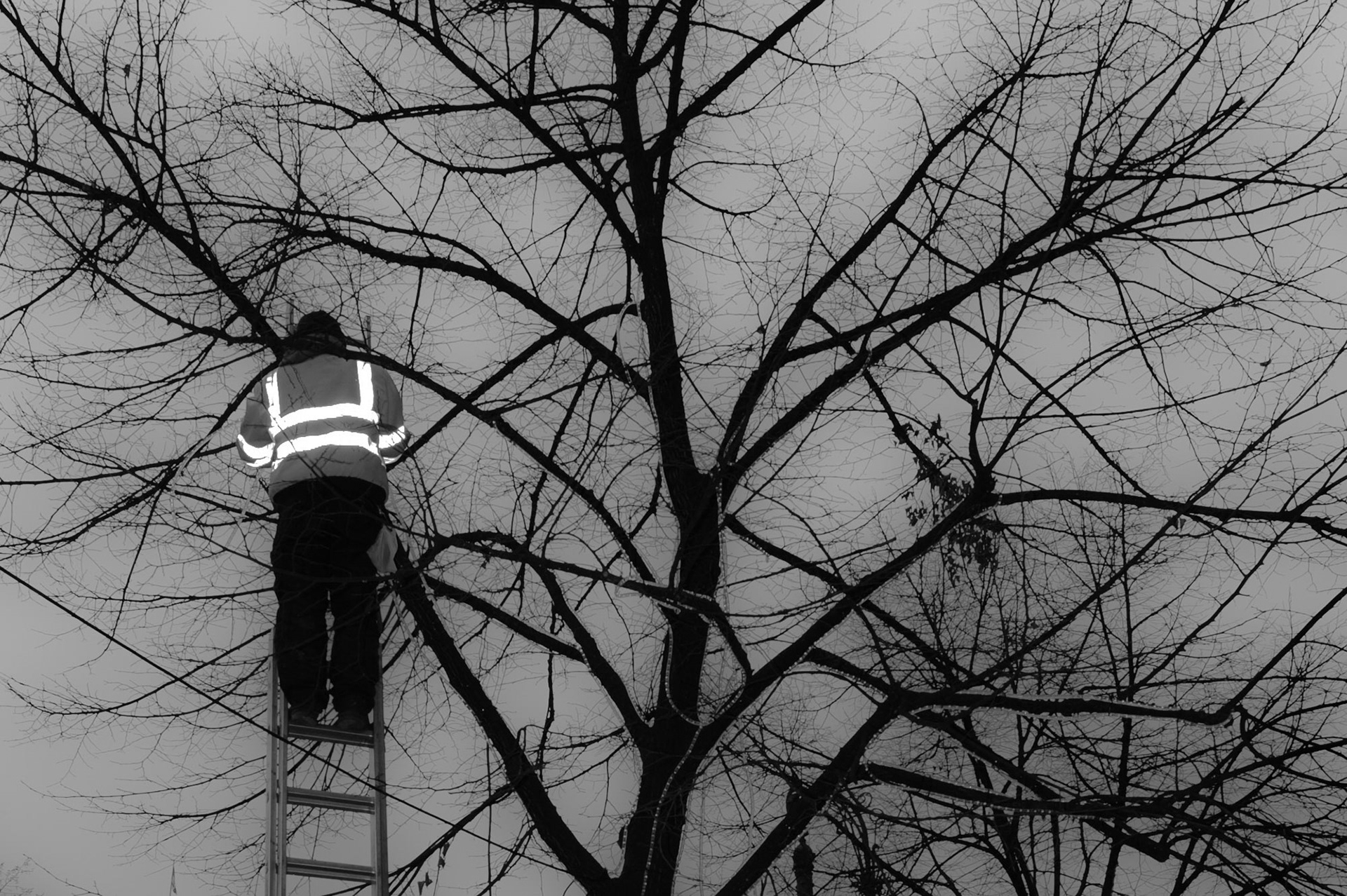 High Vis Tree Man