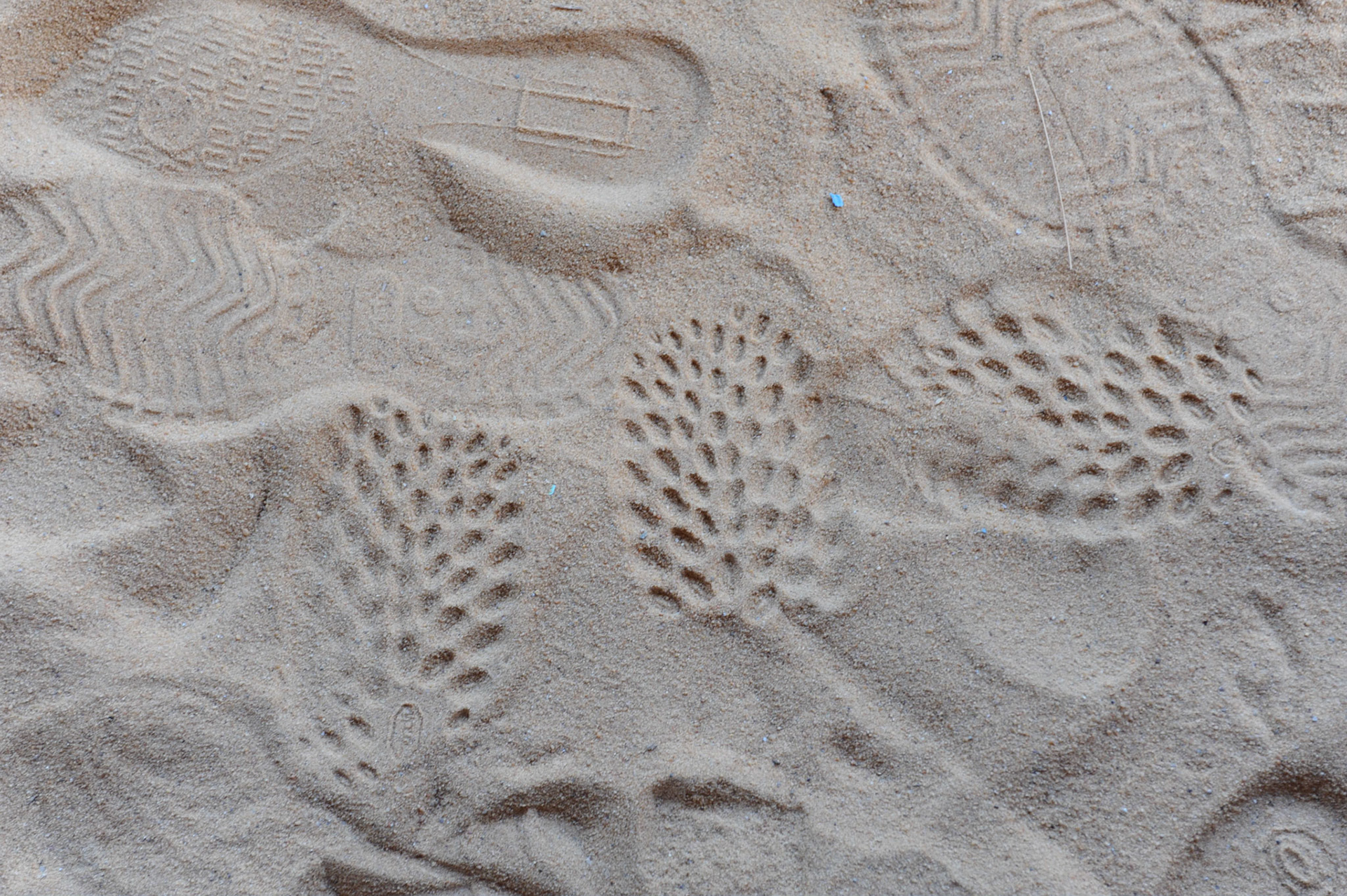 Sand Impressions
