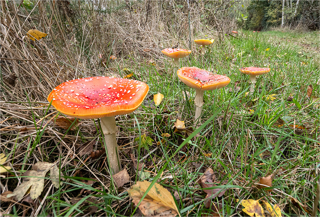Fungi 2 - Fly Agaric Group
