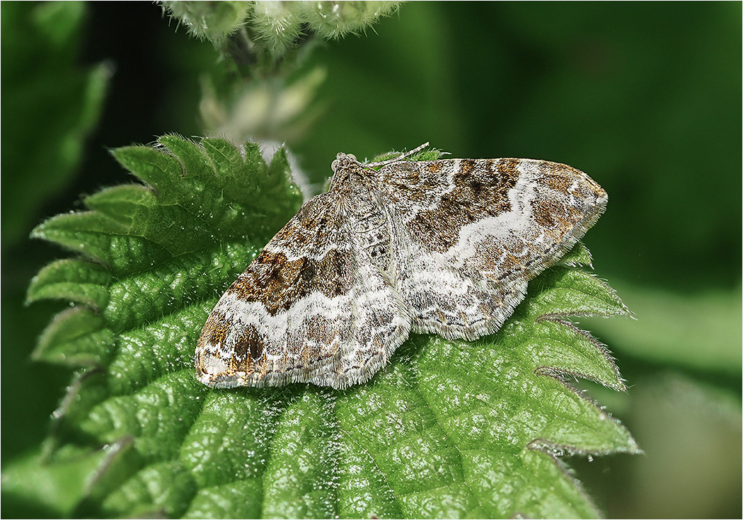 Flame Carpet Moth