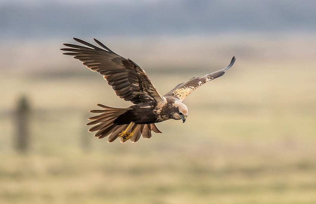 Marsh Harrier