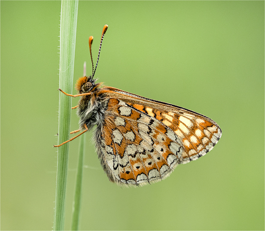 Marsh Fritillary Butterfly