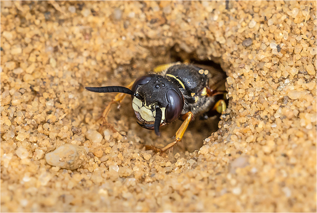 Bee Wolf Wasp