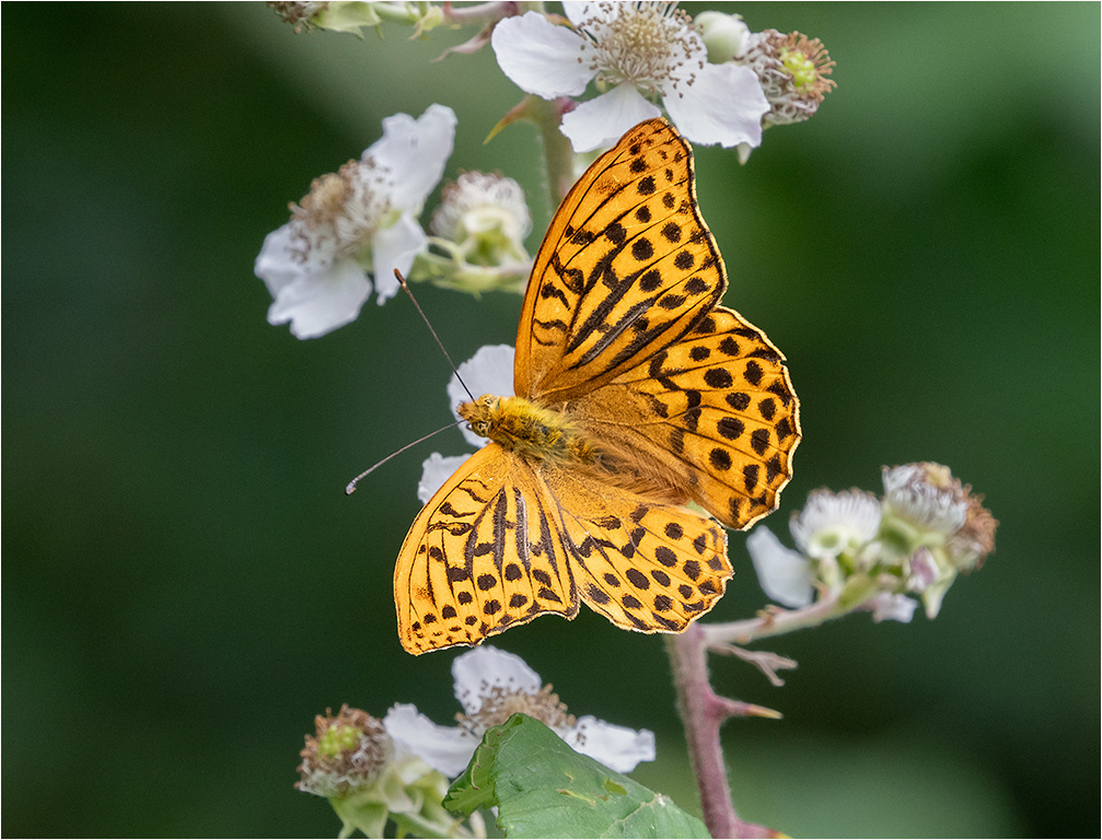 Male Silver Washed Fritillary