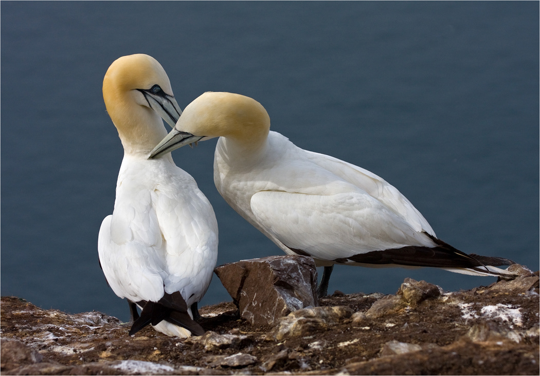 Gannet
