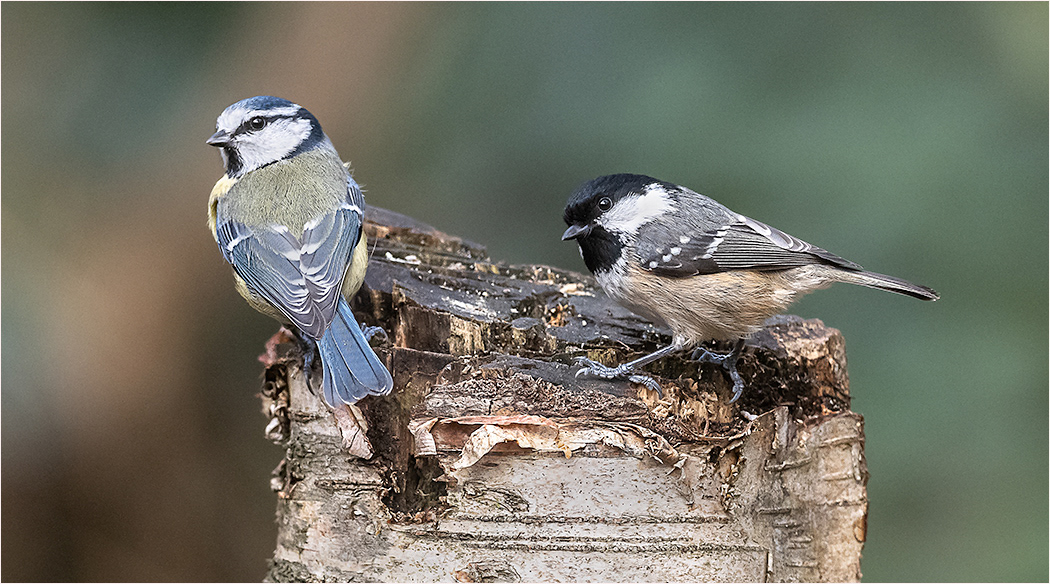 Blue Tit and Coal Tit