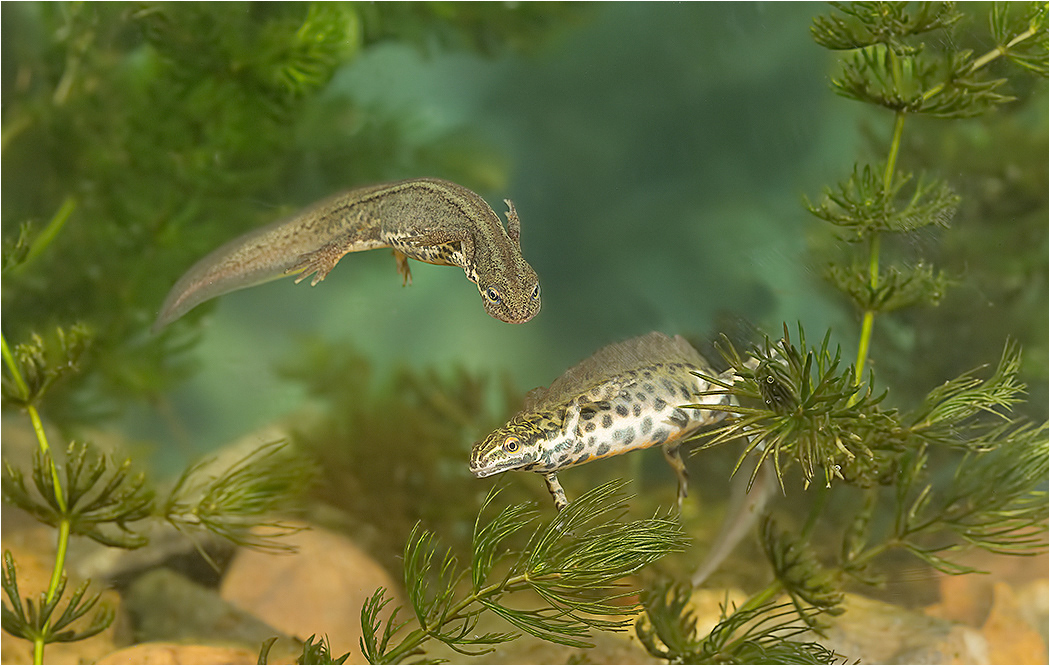 Smooth Newt - Female and Male