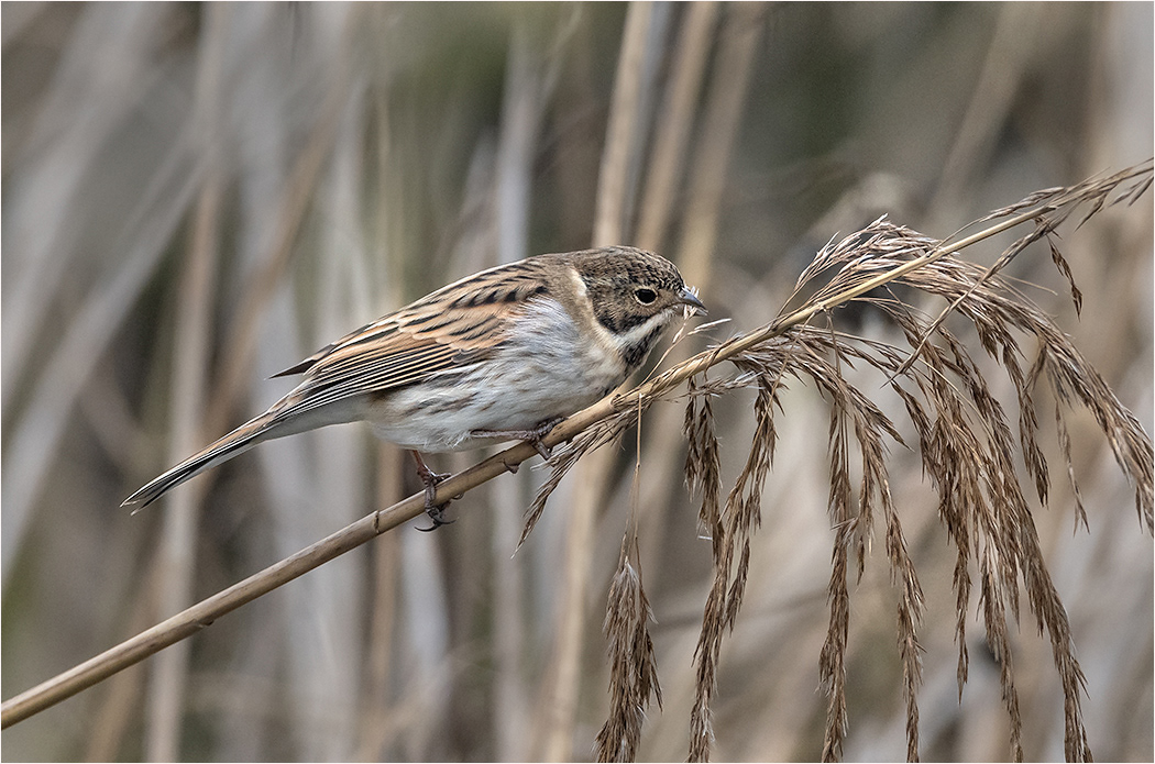 Reed Bunting - Male