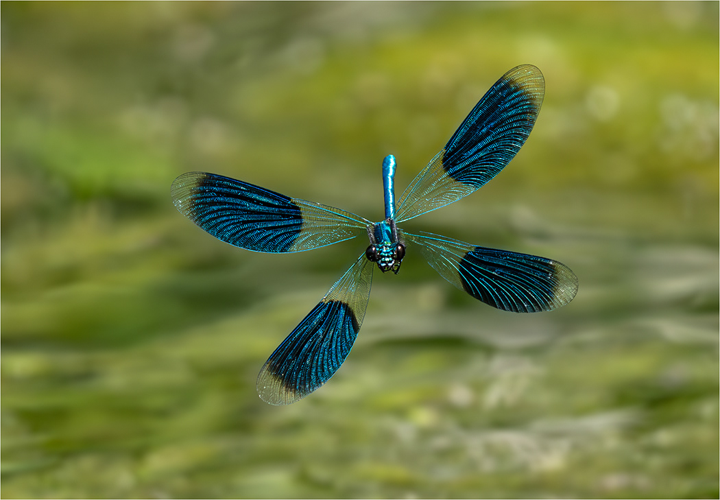 Male Banded Demoiselle in Flight