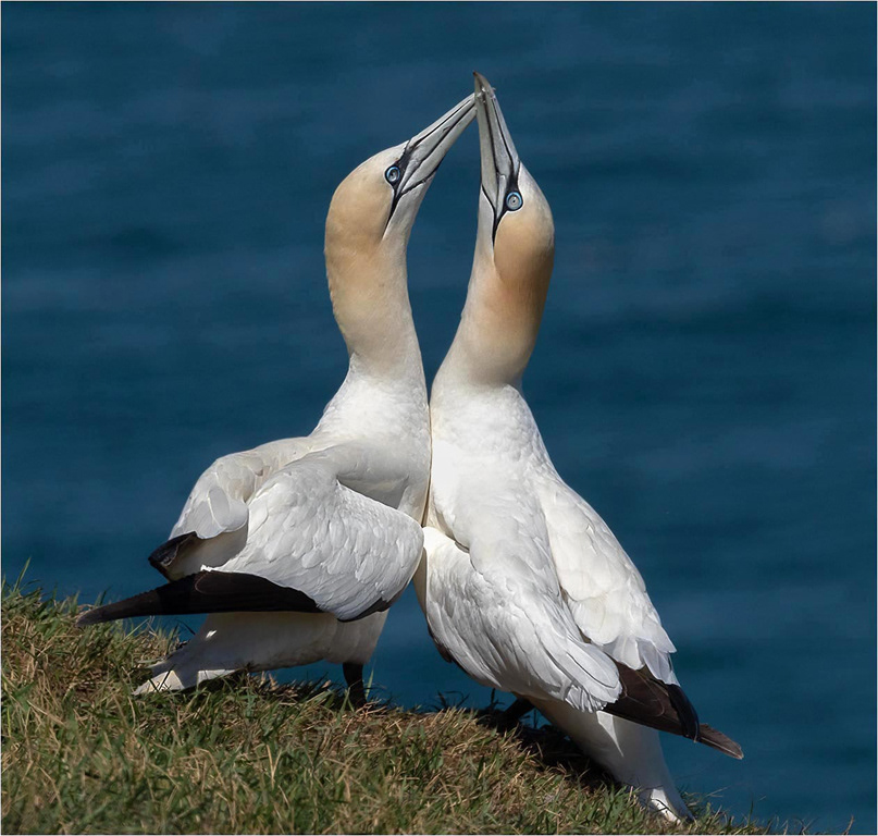 Gannet