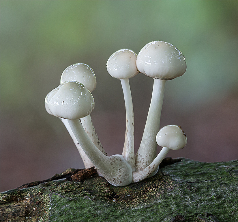 Porcelain Fungus