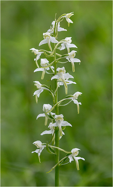 Butterfly Orchid
