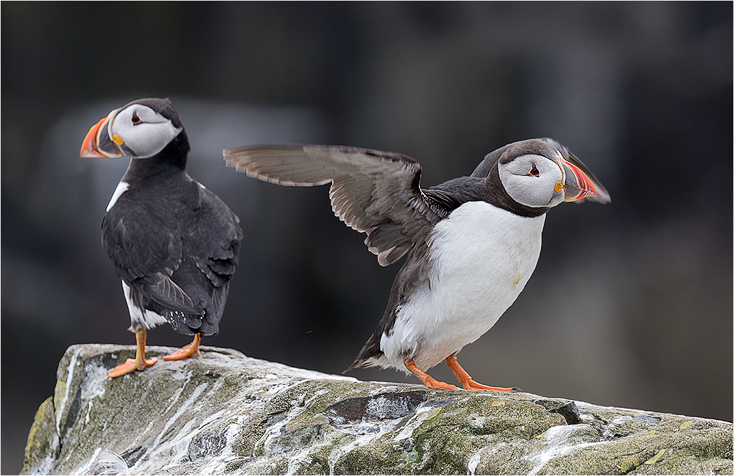 Puffins