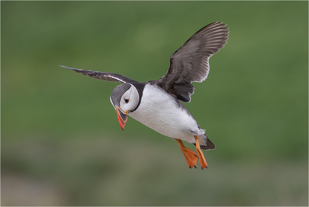 PuffinHovering