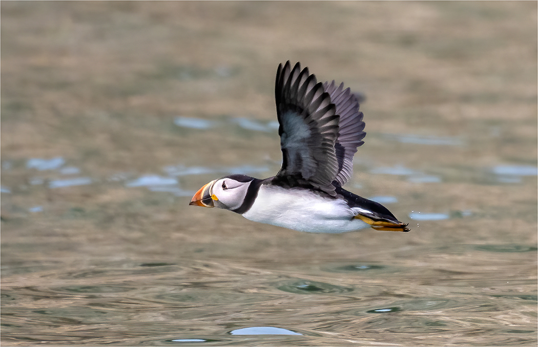 Puffin in Flight