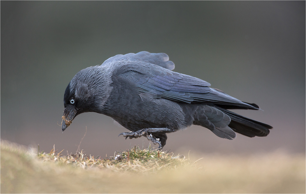 Jackdaw